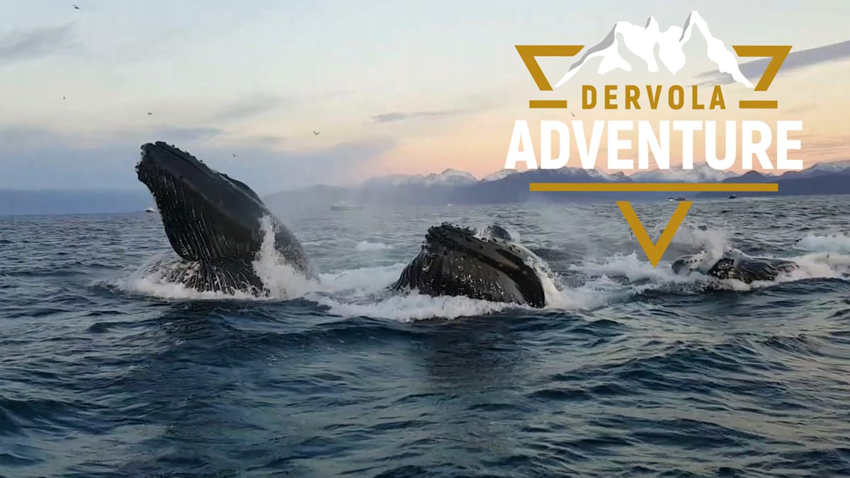 Hvalsafari Fra Skjervøy - Dervola Adventure